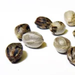 Afghan feminized cannabis seeds premium quality high yield