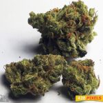 G13 Haze Strain