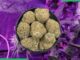 Purple Mimosa Supplier