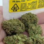 Banana OG Strain – Premium Hybrid Cannabis Europe
