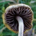 Liberty Caps