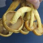 Laughing Gym/Gymnopilus Junonius