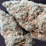 Hawaiian Skunk