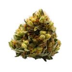 ACDC Strain