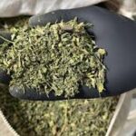 Cannabis Trim